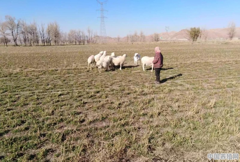 养羊卖给谁啊 - 中国养殖网