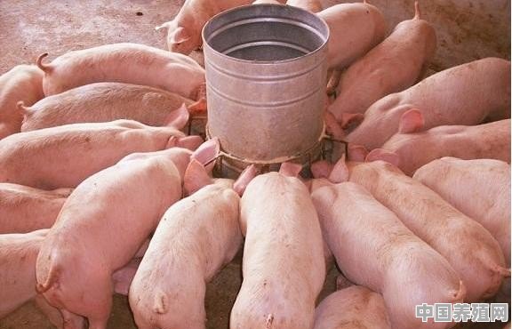 怎样养猪才能盈利 - 中国养殖网