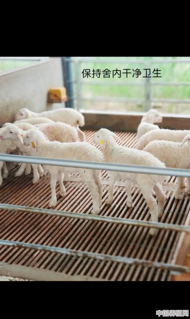 国外羊养殖场建设现状 - 中国养殖网