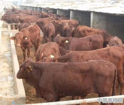 汕尾塔牛养殖基地在哪里 - 中国养殖网