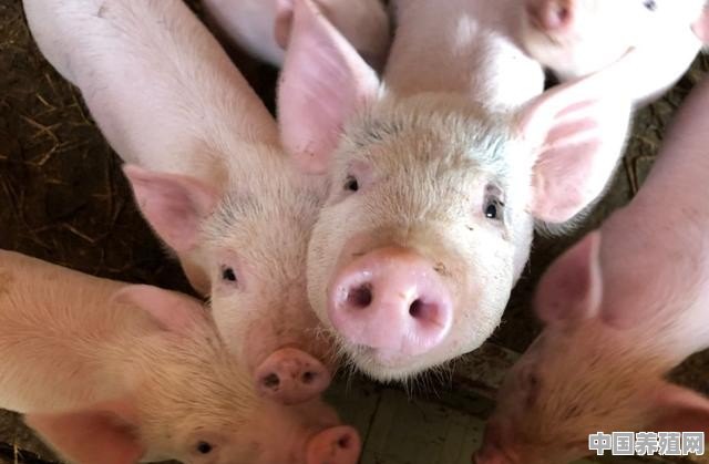 河南杀猪的正确方法 - 中国养殖网