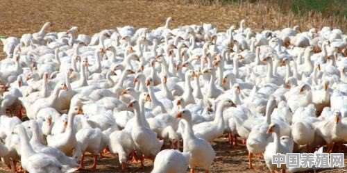 一只鸭一年产多少蛋 - 中国养殖网