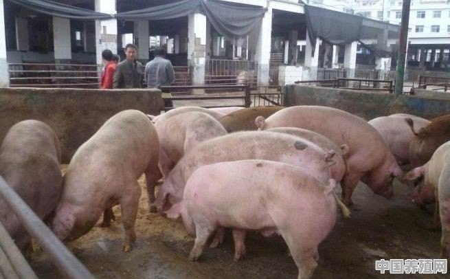 养殖户倒卖猪 - 中国养殖网