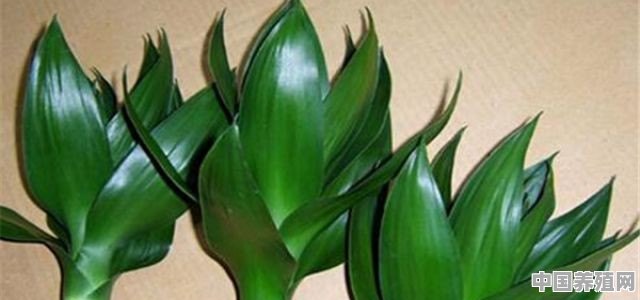 微型竹子品种 - 中国养殖网
