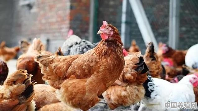 一亩地能养多少工厂鸡 - 中国养殖网