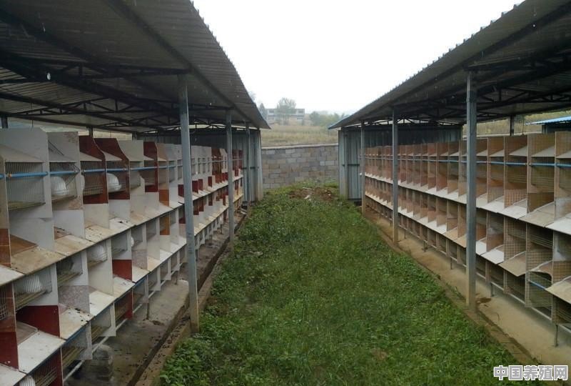 养殖鸡怎么推销产品 - 中国养殖网