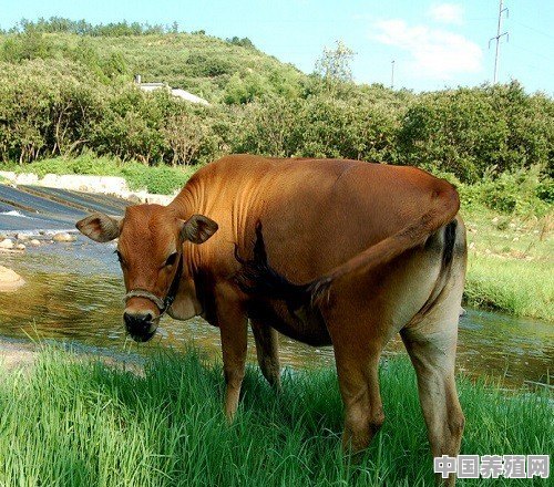 农村有没有养殖牛的 - 中国养殖网