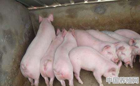 一头猪大约有多少斤 - 中国养殖网