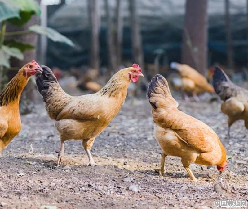 鸡在外面养殖太阳大会热死吗 - 中国养殖网