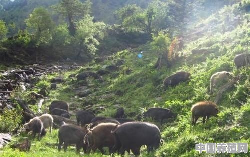 猪羊能同圈养吗 - 中国养殖网