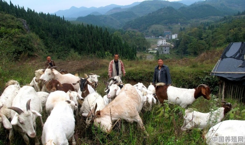 草场养羊 - 中国养殖网