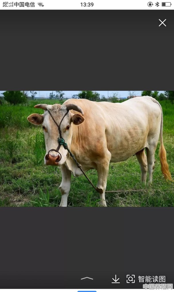 在母牛的自繁自育过程中，人工授精与本交的区别有什么呢 - 中国养殖网