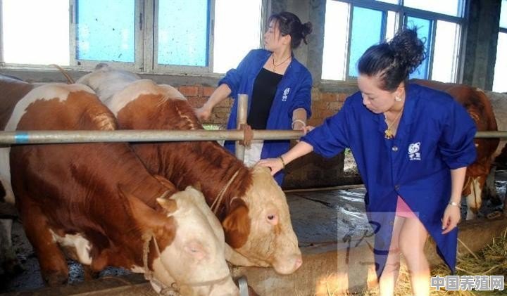 关于牛的养殖问题有哪些 - 中国养殖网