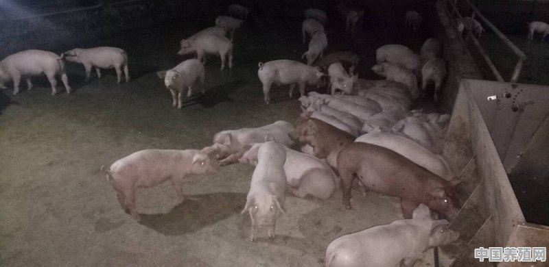 小规模养殖猪牛企业税率 - 中国养殖网