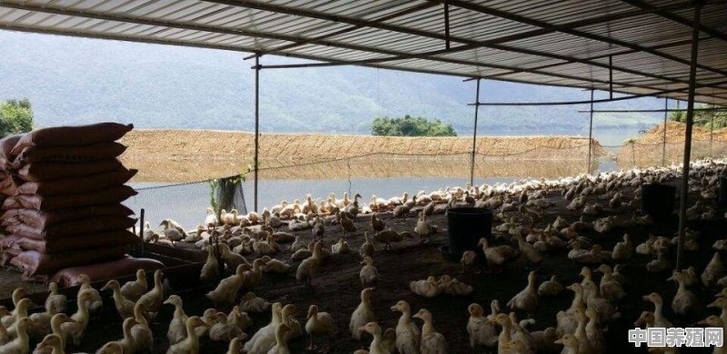 鸭子粪便太多怎么处理 - 中国养殖网