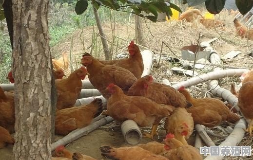 鸡不吃食一天天消瘦，该如何处理 - 中国养殖网