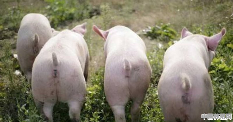 100只猪养殖利润多少 - 中国养殖网