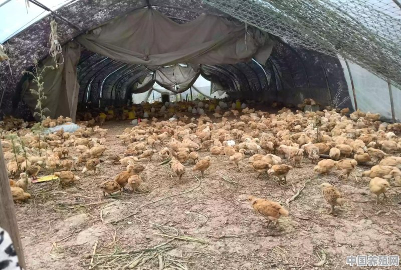 林下仙居鸡养殖 - 中国养殖网