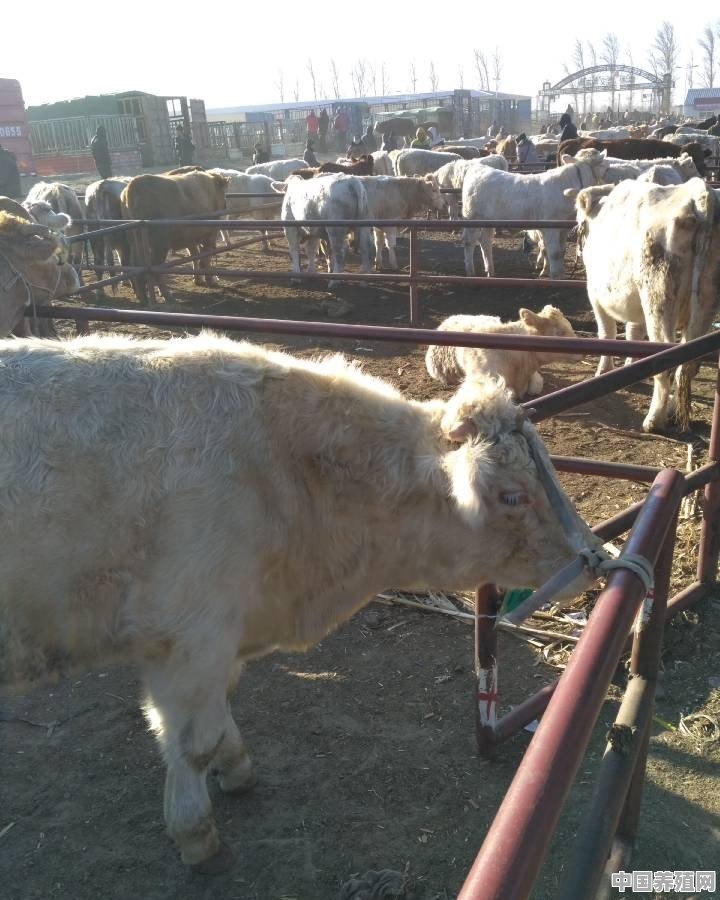 养殖牛啥子品种好吃 - 中国养殖网