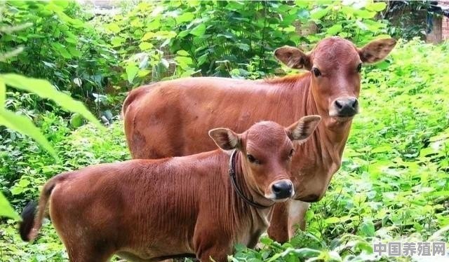 农夫好牛是国产的吗 - 中国养殖网