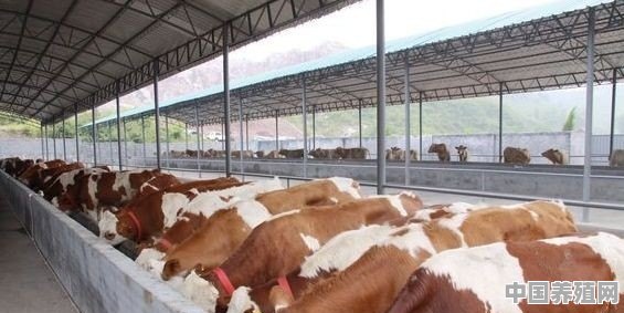 牛吃什么饲料可以快速增肥 - 中国养殖网