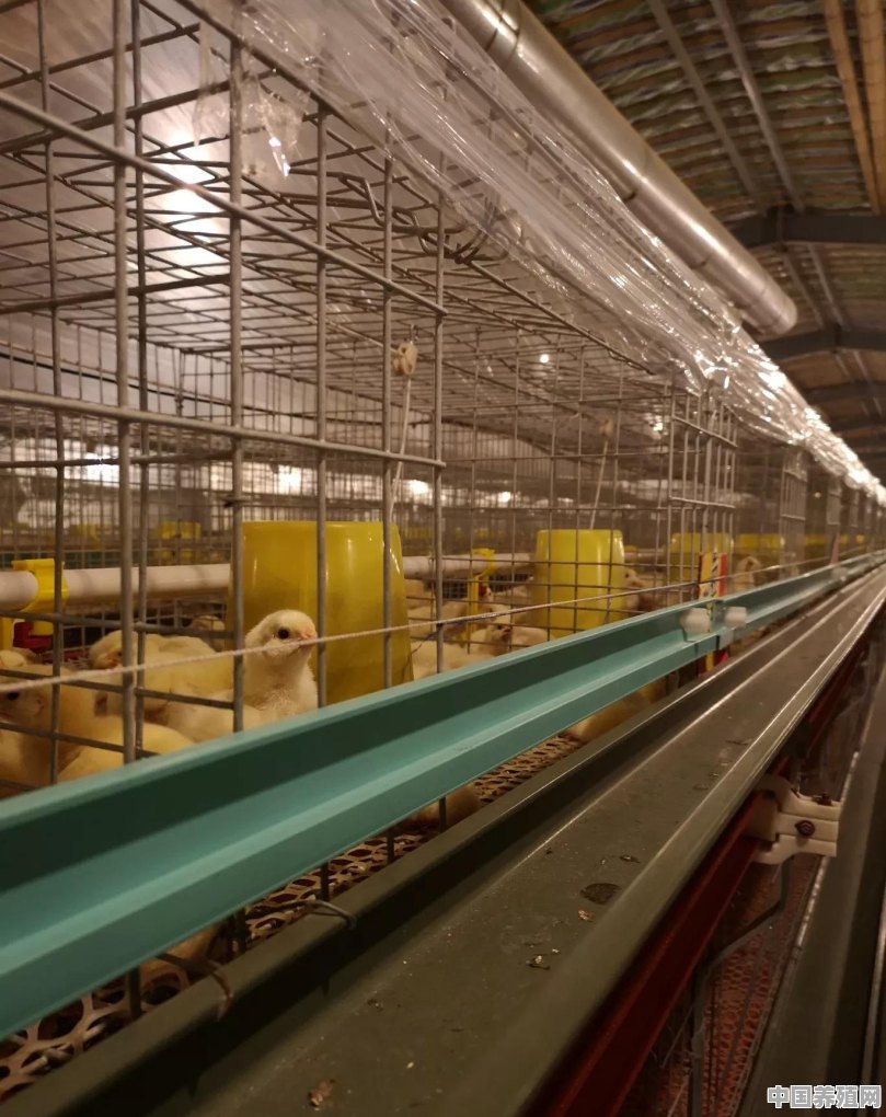 养殖鸡的条件是什么 - 中国养殖网