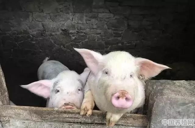 广西公猪养殖土猪品种 - 中国养殖网