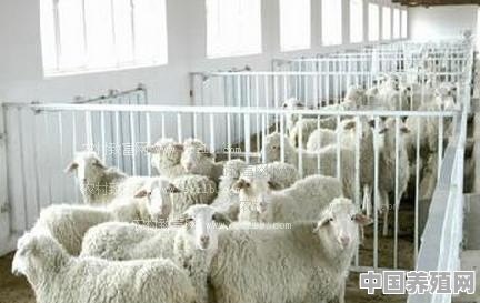 农场适合养的小动物 - 中国养殖网