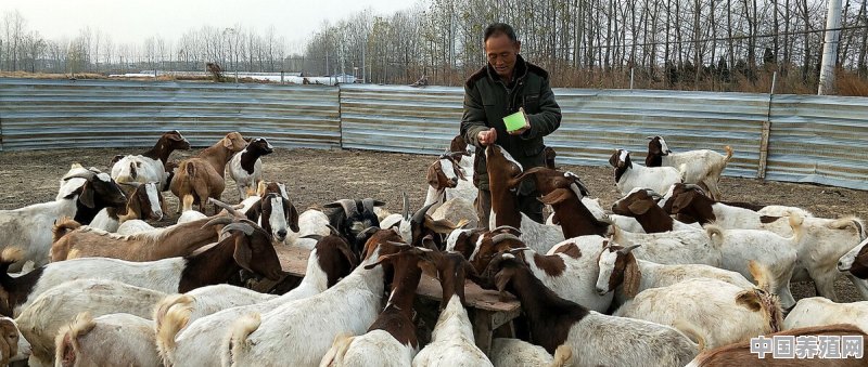 3个月的羊怎么养 - 中国养殖网