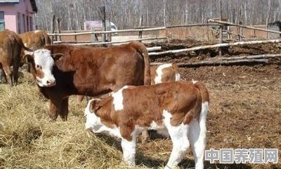 淘宝上面小牛犊只要一两千块钱是真的吗 - 中国养殖网