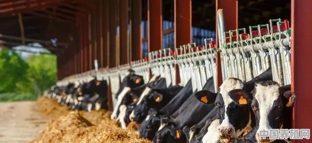 牛养殖工艺流程图 - 中国养殖网