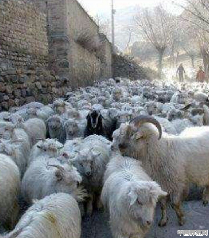 养羊产品或服务都有什么 - 中国养殖网