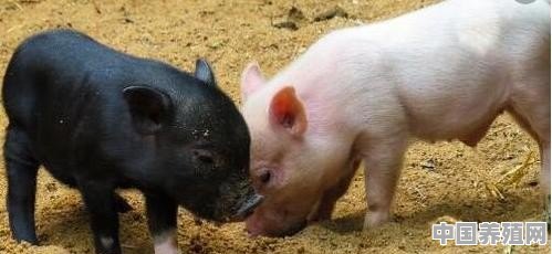 农村喂养出来的黑猪肉比白猪肉贵那么多，人们还是愿意买黑猪肉，它们有什么区别 - 中国养殖网