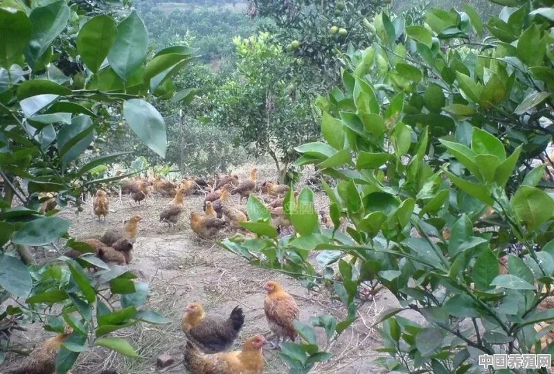 汝州青年鸡养殖基地 - 中国养殖网