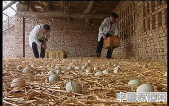 蛋鸭的养殖密度控制在怎样的范围好 - 中国养殖网