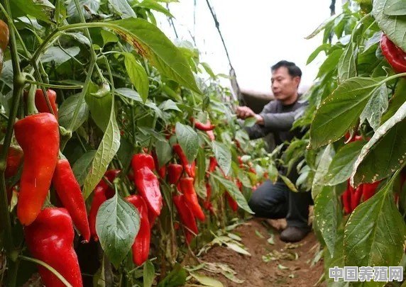 辣椒如何种植才生长的好？需要注意些什么 - 中国养殖网