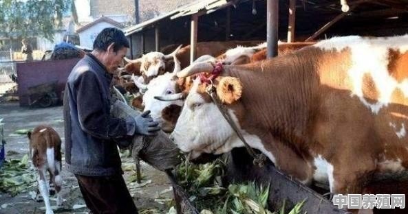牛养殖场大门图片 - 中国养殖网