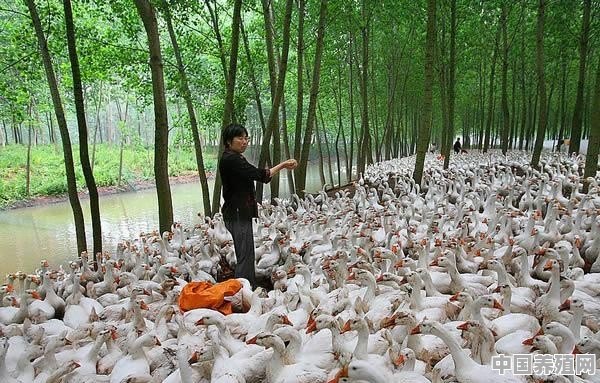 鸭鹅的养殖技巧和方法 - 中国养殖网