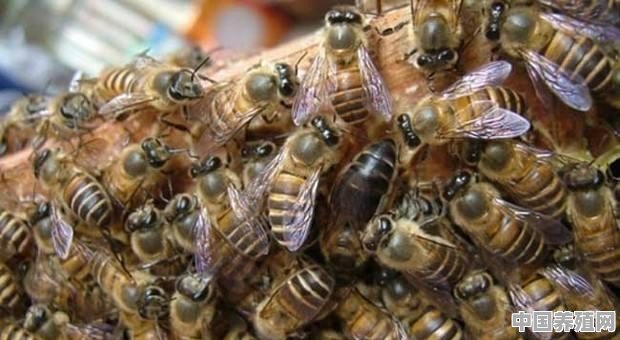 怎么样养殖蜜蜂才不会跑 - 中国养殖网