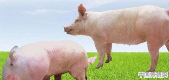 农村的“种猪”是怎么选育出来的？最后种猪都去哪了 - 中国养殖网