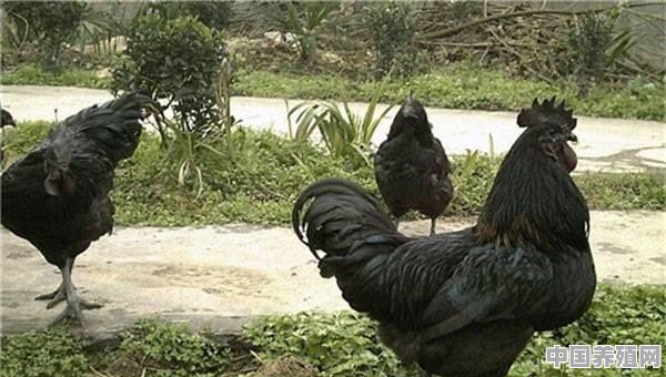 黑花鸡的养殖方法 - 中国养殖网