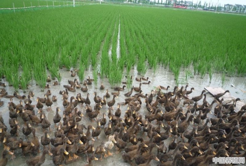 海口福鸭养殖基地在哪里 - 中国养殖网