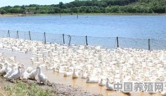 贵州蛋鸭笼养殖厂家 - 中国养殖网