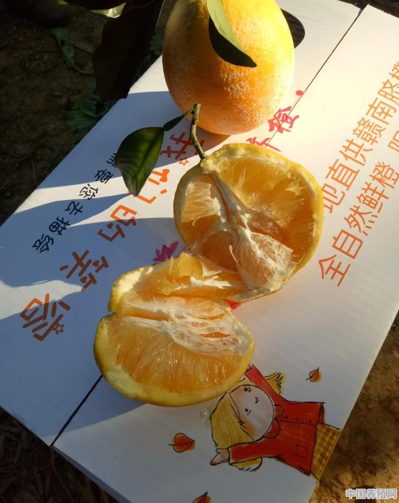 能在哪里买到正宗的赣南脐橙 - 中国养殖网