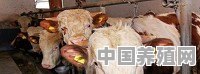 山东养殖牛基地排名前十 - 中国养殖网