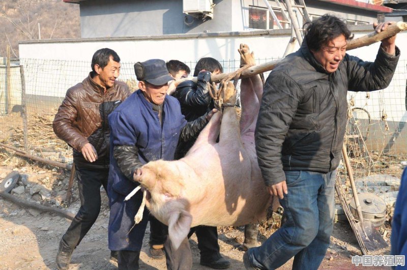山东猪状元养殖设备 - 中国养殖网