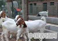 波斯山羊怎么养殖的 - 中国养殖网
