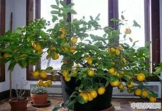 盆栽柑橘的养殖方法 - 中国养殖网