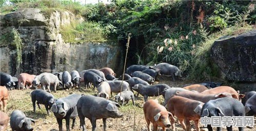黑毛土猪养殖展板 - 中国养殖网