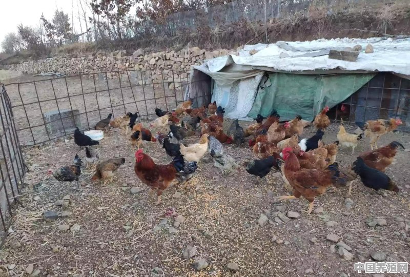 东北鸡舍取暖的最简单方法 - 中国养殖网